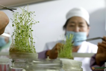 張北縣：發展微型薯致富產業 ()