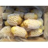 大量供應(yīng)荷蘭十五土豆