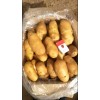 精品冷庫荷蘭土豆大量供應