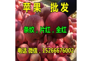 今日紅富士蘋果批發價格行情