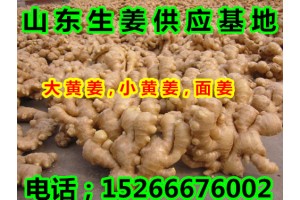 哪里的生姜好，山東生姜基地批發價格