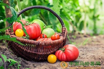 安徽：節后蔬菜價格出現小幅上漲 ()