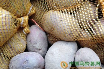貴州畢節：加大力度發展馬鈴薯產業 ()
