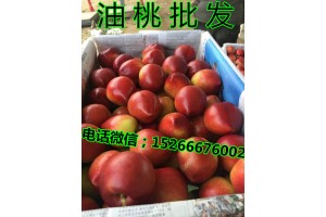 大棚油桃哪里批發價格便宜