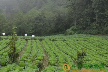 河北：雨雪天氣菜農應注意蔬菜長勢 ()