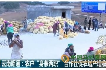 昭通魯甸縣合作社：種薯致富 ()