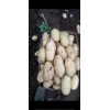 荷蘭十五新土豆大量供應中