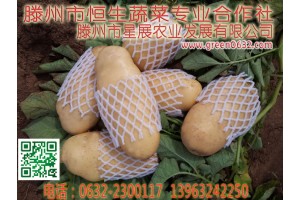 山東滕州土豆價格
