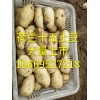陸地土豆大量上市18669527218