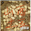 本人大量供應黃心白心土豆