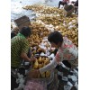 三兩～四兩通天荷蘭土豆！可水洗加工！