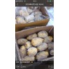 萊蕪優質箱裝大土豆