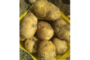 出售尤金土豆885！土豆大???、口感好、純綠色食品！