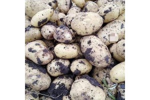 供應2019尤金土豆885！土豆大質量好！