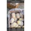 萊蕪優質箱裝大土豆