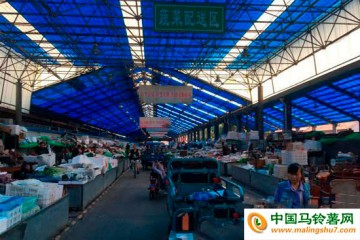 濱州：臺(tái)風(fēng)過(guò)后，綠葉菜價(jià)格翻番漲 ()
