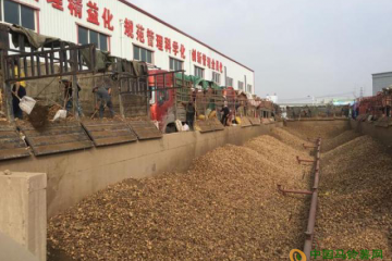 甘肅定西:馬鈴薯產業鏈不斷完備 ()
