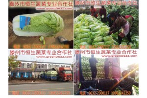 代收代辦山東大白菜，電話13963242250