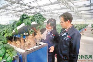 河北沽源推動馬鈴薯產業全面發展 ()
