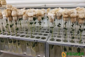 中俄共同探索更新馬鈴薯種質資源 ()