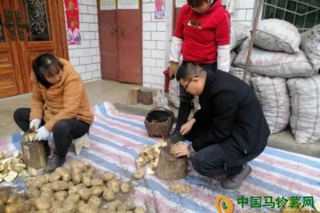 陜西漢中：春馬鈴薯播種陸續展開 ()