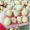 常年供應各種規格迷你土豆