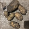 大量東北內(nèi)蒙土豆種 黑土地