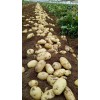 本人大量供應出售荷蘭十五土豆全國發貨