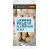 大量荷蘭十五土豆6月份上市