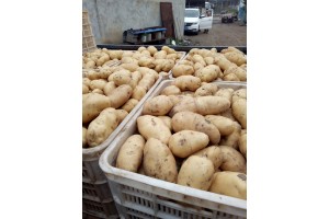 山東土豆產地荷蘭十五土豆價格