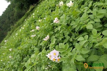 四川普格：馬鈴薯成脫貧支柱產業 ()