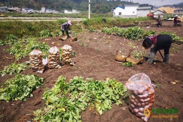 云南保山：優質鮮食馬鈴薯試種成功 ()