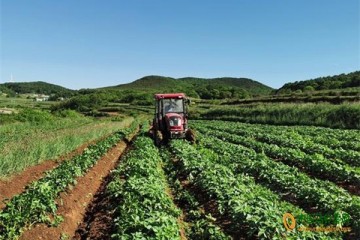 威寧：馬鈴薯綠色基地勞作忙 ()