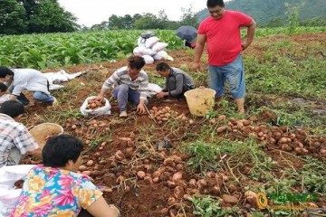 四川涼山：科技支撐馬鈴薯產業轉型升級 ()