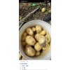 本人有大量尤金土豆，還有新佳荷蘭系列出售