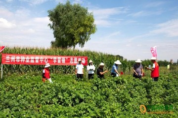 蘭州：種薯種植產量高，加快產業轉型升級 ()