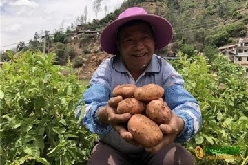 大姚“黃金薯”遠銷全國各地 ()