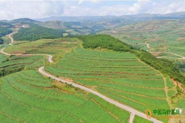 云南魯甸：農科院提供技術支持助農增產增收 ()