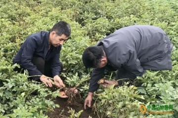 武山縣：開展馬鈴薯晚疫病調查 ()