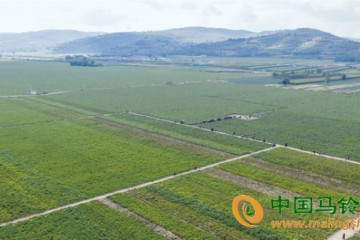 國家現代農業馬鈴薯產業科研成果展示基地 ()