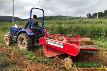 貴州威寧：科技助力馬鈴薯產業升級 ()
