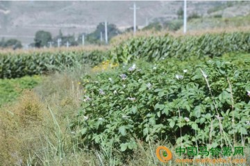 紅耀鄉：馬鈴薯成為當地特色優勢產業之一 ()