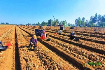 南地村：馬鈴薯喜迎豐收，進入最佳采挖期 ()