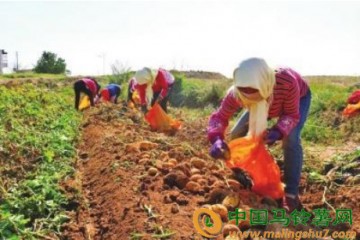 秦川鎮發展訂單農業實現種銷兩旺 ()
