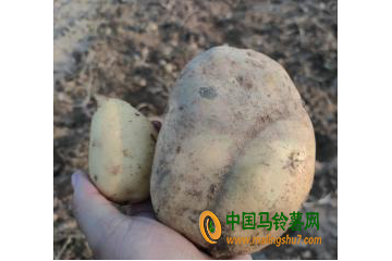 特大土豆三斤重 托縣薯農笑開顏 ()