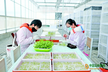 定西：科技助力馬鈴薯產業提質增效 ()