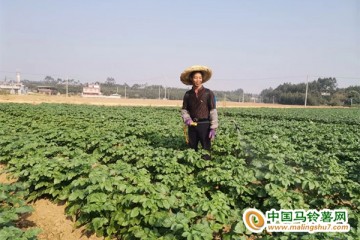 三里鎮：招商引資種植馬鈴薯 ()