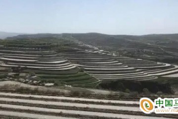 會寧：打造百萬畝馬鈴薯綠色標(biāo)準(zhǔn)化規(guī)模種植基地 ()