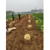 山東滕州二膜馬鈴薯大量供應中
