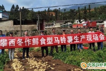西昌學院馬鈴薯生產技術項目驗收通過 ()